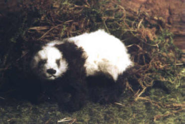 Miniaturpanda