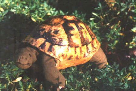 Griechische Landschildkrte