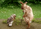 The Hare and the Hedgehog